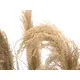 Bushy reed grass for individual nature decorations-Bild-2