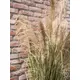 Bushy reed grass for individual nature decorations-Bild-6