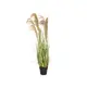 Bushy reed grass for individual nature decorations-Bild-1