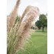 Bushy reed grass for individual nature decorations-Bild-12
