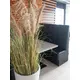 Bushy reed grass for individual nature decorations-Bild-6