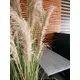 Bushy reed grass for individual nature decorations-Bild-7