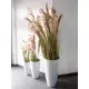 Bushy reed grass for individual nature decorations-Bild-8