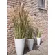 Bushy reed grass for individual nature decorations-Bild-10