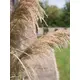 Bushy reed grass for individual nature decorations-Bild-12