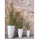 Bushy reed grass for individual nature decorations-Bild-13