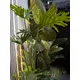 Split philodendron plant-Bild-3