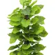 Immergrüner Pothos zur Raumdekoration-Bild-2