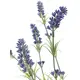 Lavender bush, tall-Bild-2