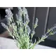 Lavender bush, tall-Bild-4