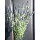 Lavender bush, tall-Bild-6