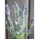 Lavender bush, tall-Bild-7