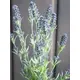 Lavender bush, tall-Bild-8
