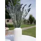 Lavender bush, tall-Bild-9