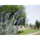 Lavender bush, tall-Bild-10
