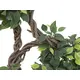 Ficus à tronc multiple élégamment orienté-Bild-2