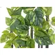 Large pothos bush tendril with intricately worked leaves-Bild-2