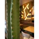 Cactus colonnaire en plastique de qualité-Bild-7