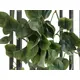 Buisson de philodendron classique-Bild-2