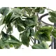 Buisson de philodendron classique-Bild-6