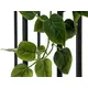 Buisson de philodendron classique-Bild-7
