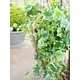 Holland ivy tendril made of high quality PEVA-Bild-7