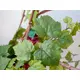 Vine bush tendril made of high quality PEVA-Bild-6