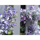 Lavender garland, ideal to add color accents-Bild-3