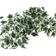 Classic ivy garland green-white-Bild-3