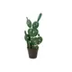Various types of cacti stylishly arranged-Bild-1