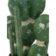 Various types of cacti stylishly arranged-Bild-2
