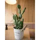 Various types of cacti stylishly arranged-Bild-4