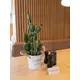 Various types of cacti stylishly arranged-Bild-5