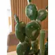 Various types of cacti stylishly arranged-Bild-6