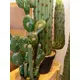 Various types of cacti stylishly arranged-Bild-10
