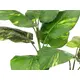 3-fach Pothos ideal zur Ergänzung für Arrangements-Bild-2