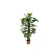 Lifelike pothos plant-Bild-1