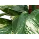 Lifelike pothos plant-Bild-4