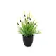 Plantes aromatiques en pot-Bild-1