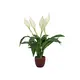 Everblooming houseplant in a ceramic pot-Bild-1