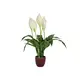 Everblooming houseplant in a ceramic pot-Bild-2