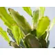 Epiphyllum-Pflanze-Bild-8