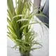 Edle Zimmerpflanze-Bild-4