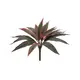 Dracena with classy leaf shape-Bild-1