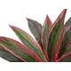 Dracena with classy leaf shape-Bild-2