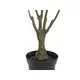 Small dragon tree with branches-Bild-2