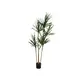 Dragon tree as an elegant houseplant-Bild-1