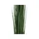 Reed plant with many stems-Bild-2