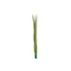 Reed plant with many stems-Bild-1