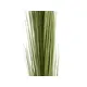 Reed plant with many stems-Bild-2